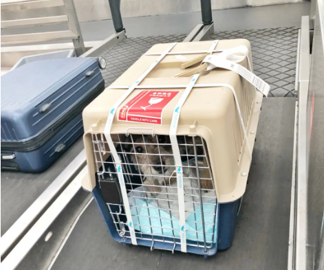 大连宠物托运 宠物托运公司 机场宠物托运 宠物空运
